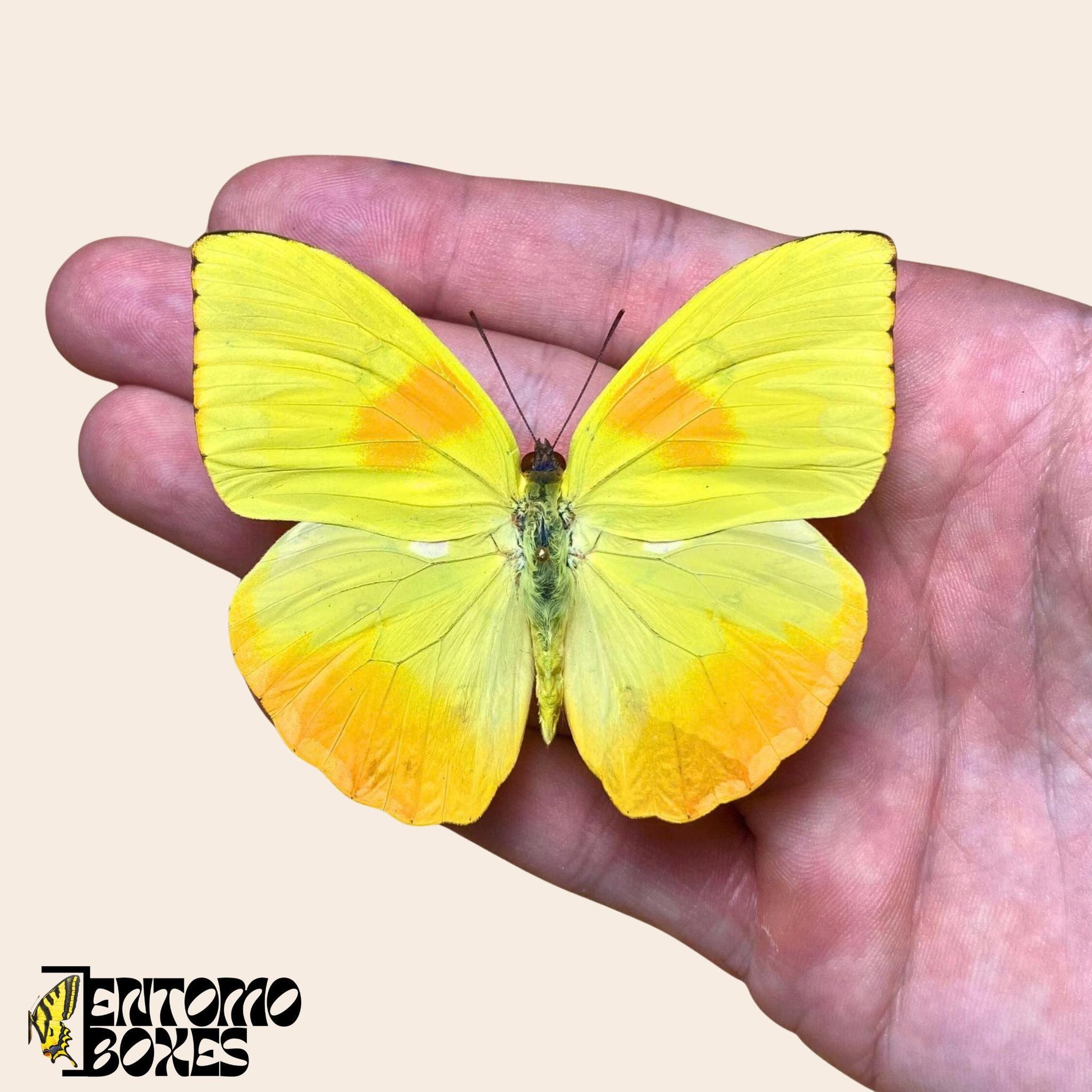 pinned Phoebis philea tropical butterfly (etsy image id: 7781083706)