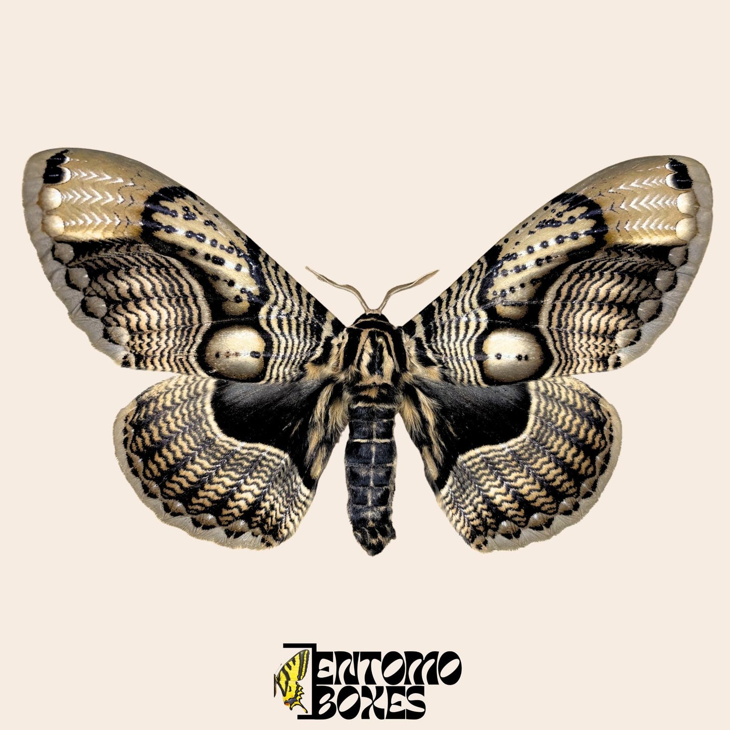 Brahmaea wallichii pinned male (etsy image id: 7792934731)