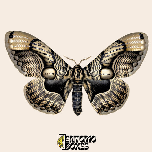 Brahmaea wallichii pinned male