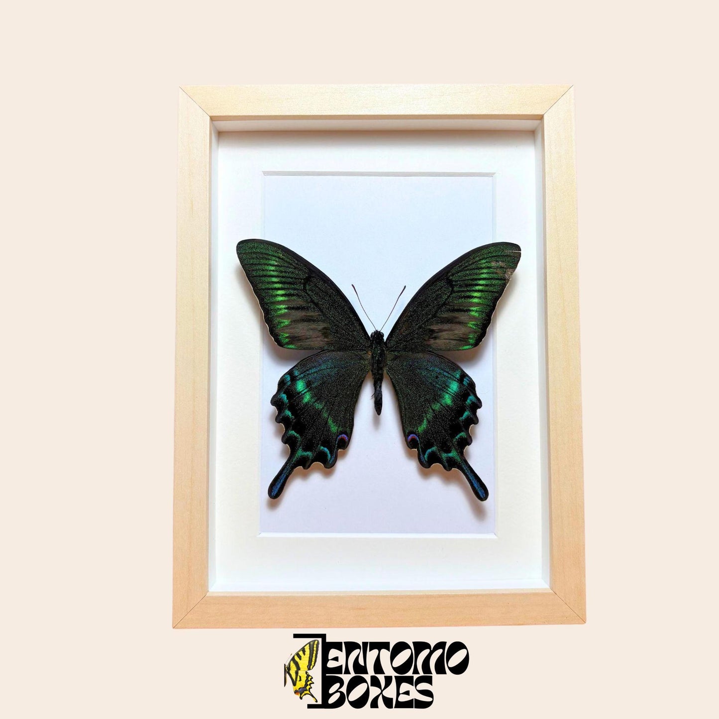 insect display frame (etsy image id: 7800563933)
