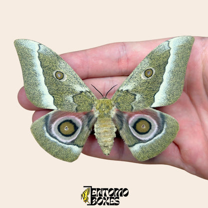 Gonimbrasia zambesina pinned moth female