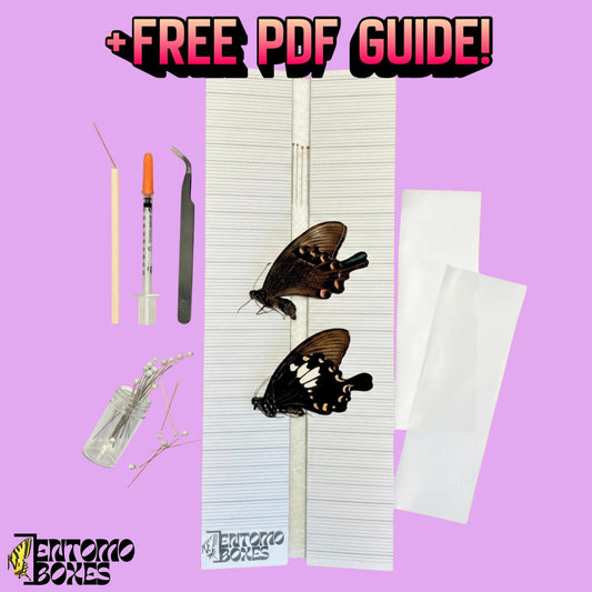 butterfly collection starting kit with all you need (etsy image id: 7820091945)