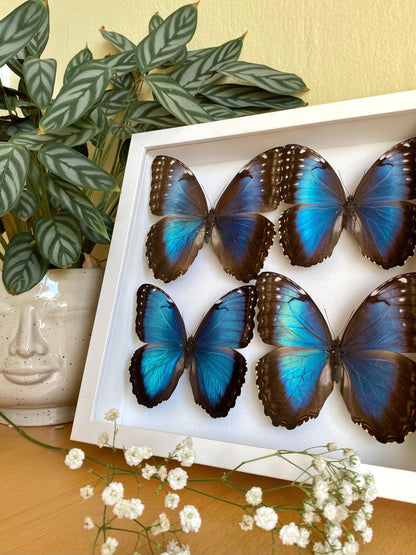 four blue morpho butterflies in white frame (etsy image id: 7821082083)