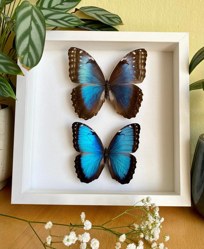 pair of blue morpho butterflies in white frame (etsy image id: 7821082207)