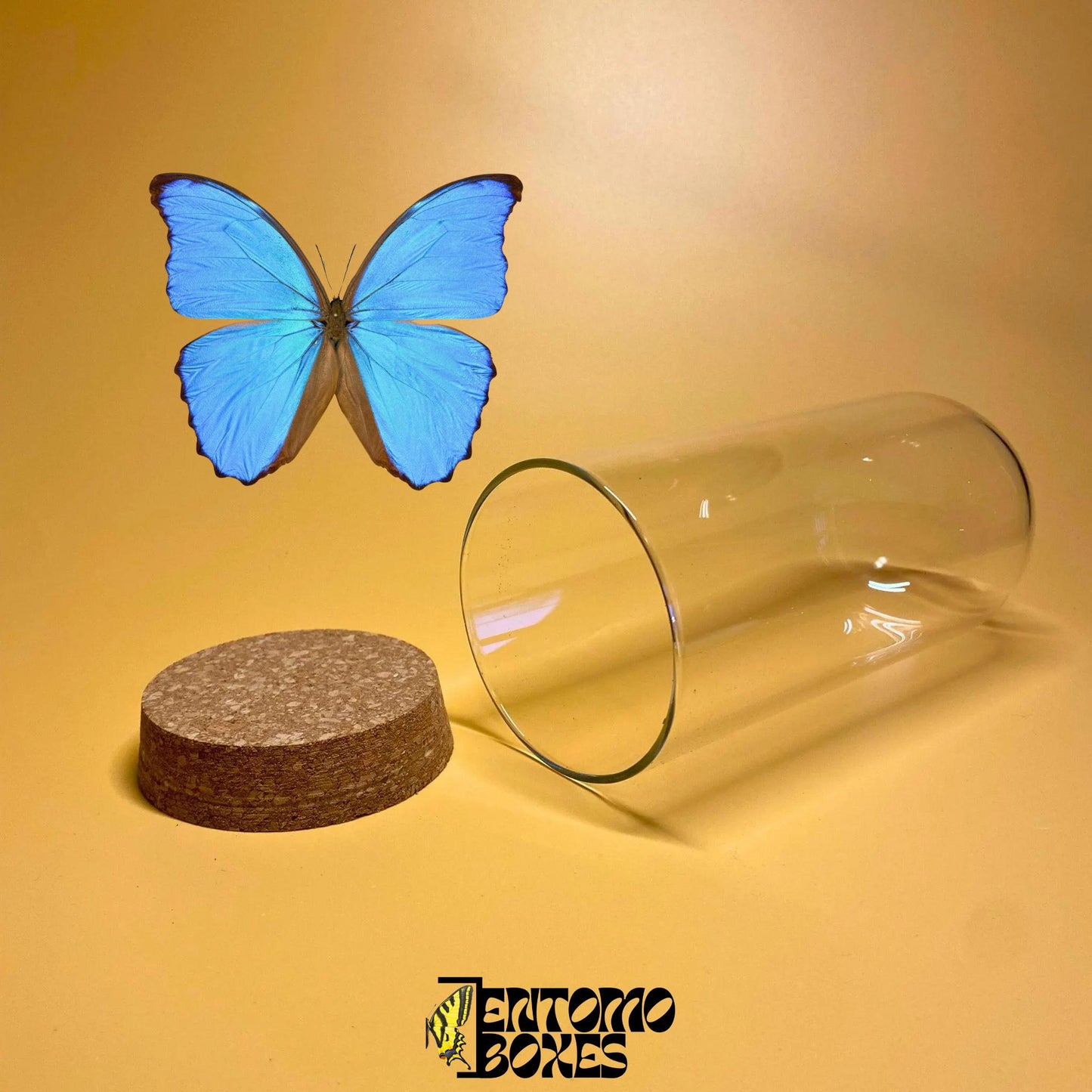 glass dome with cork lid (etsy image id: 7822287108)