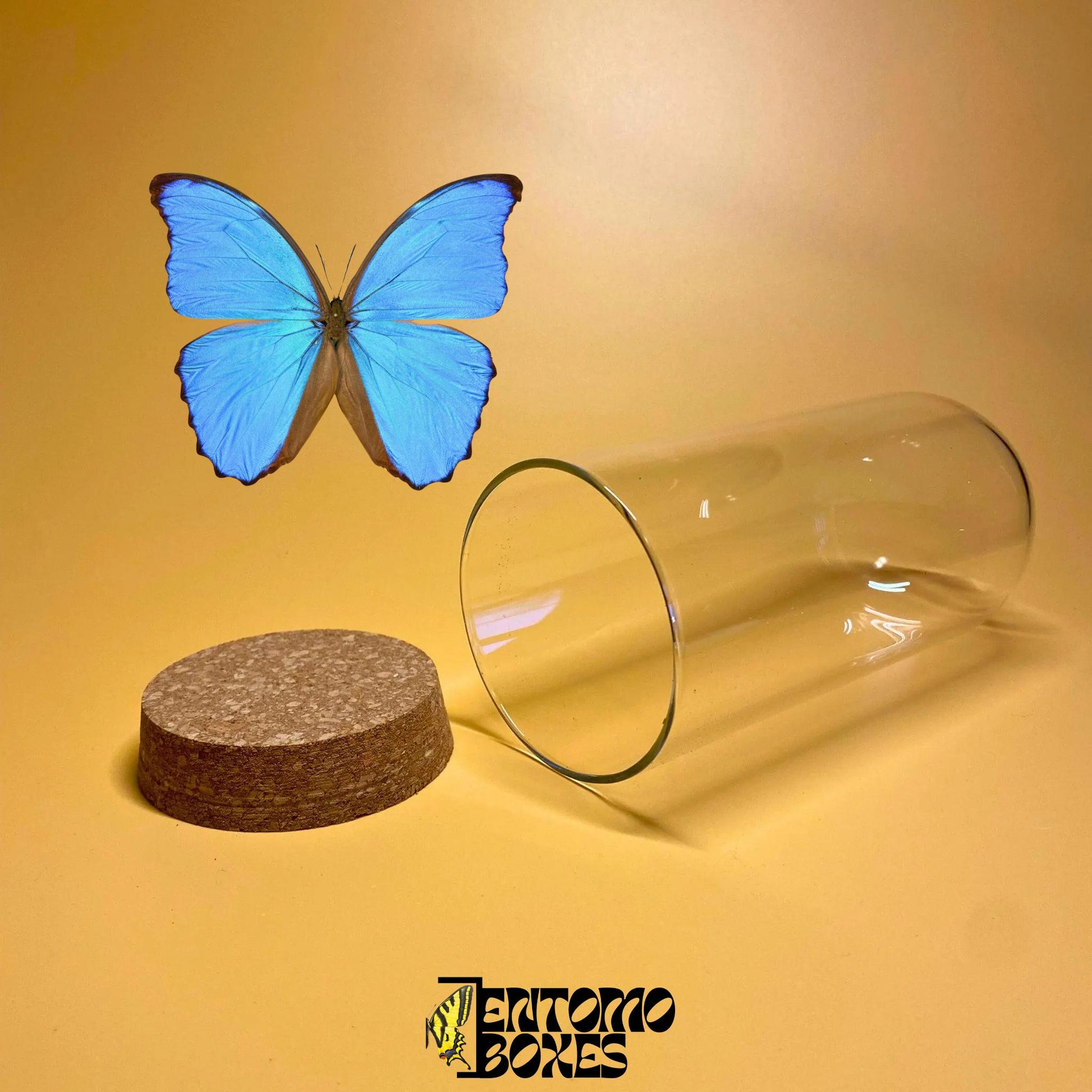 glass dome with cork lid (etsy image id: 7822287108)