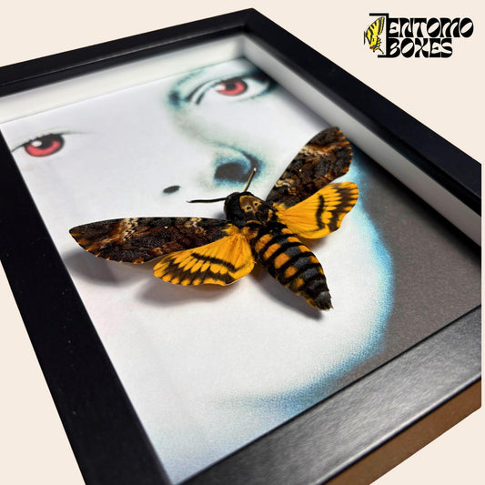 deaths head hawkmoth in frame with silence of the lambs motive __etsy:7822678432