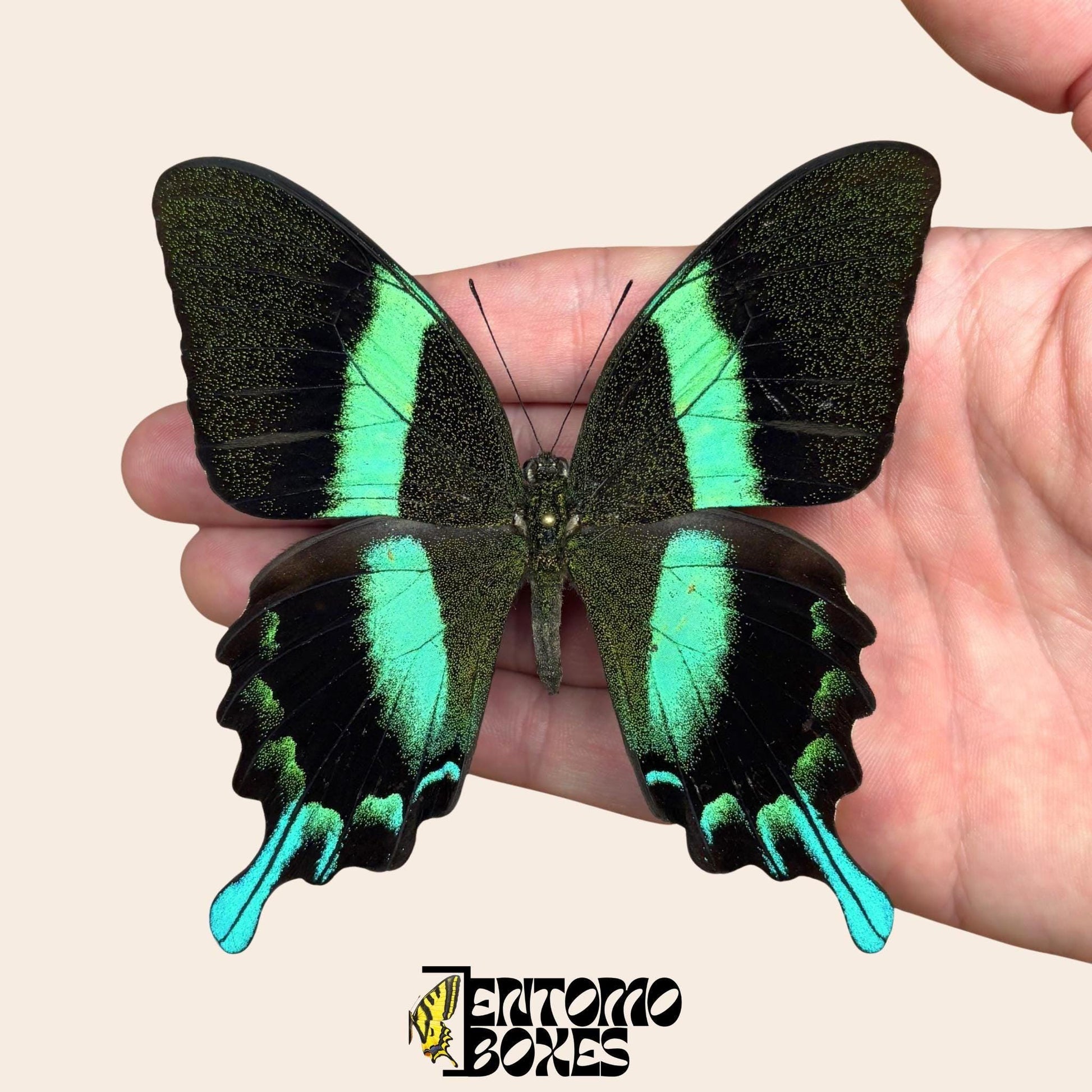 Papilio blumei Swallowtail pinned butterfly (etsy image id: 7829012331)