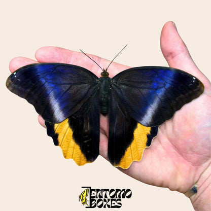 magnificent owl butterfly on hand (etsy image id: 7834497244)