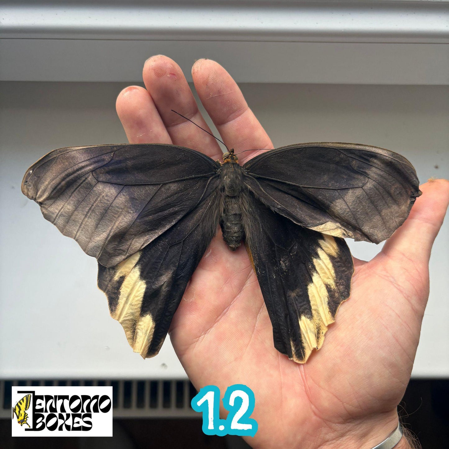 Large real Caligo atreus owl butterfly specimen unmounted for taxidermy and entomology (etsy image id: 7834497522)
