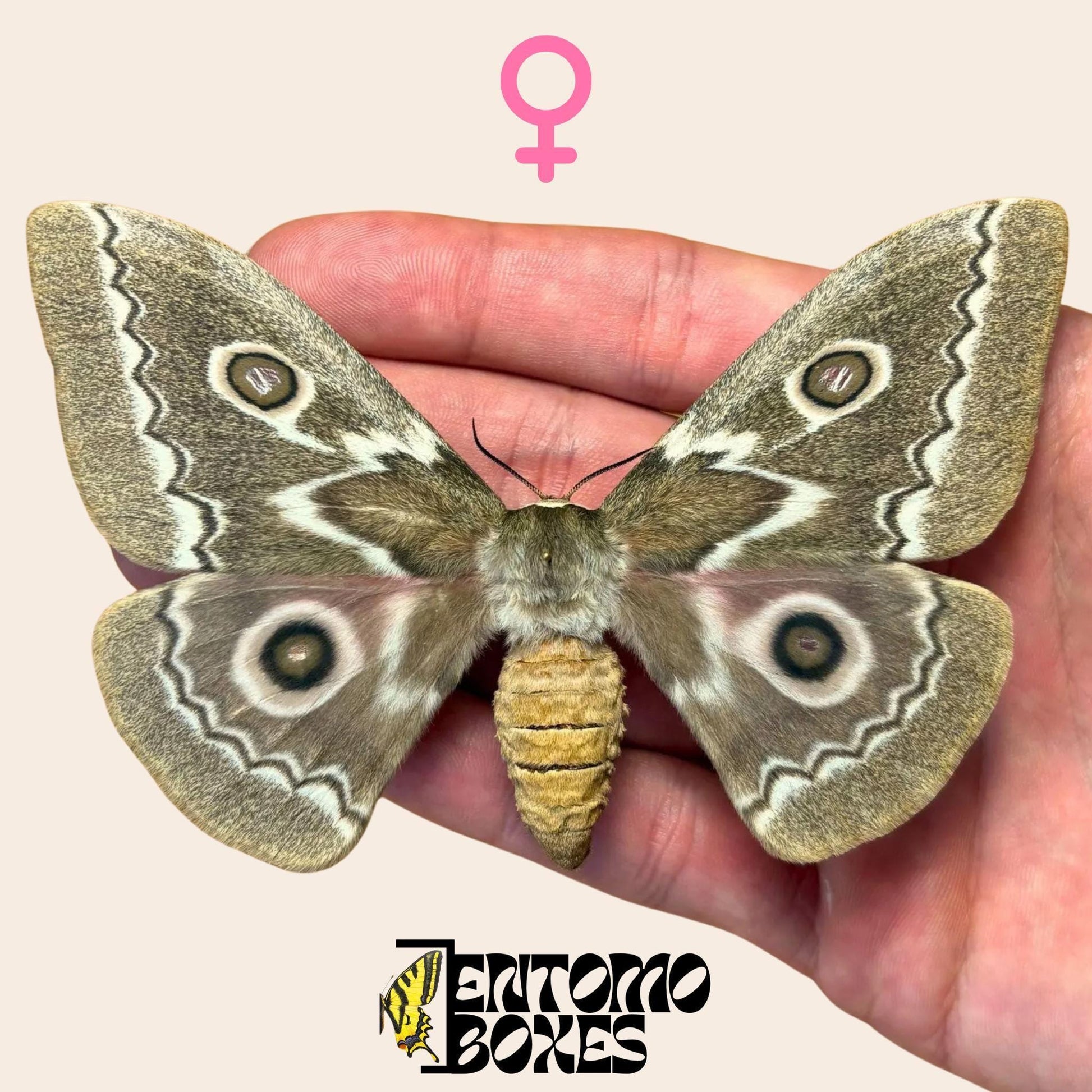 Gonimbrasia tyrrhea pinned female (etsy image id: 7849098622)