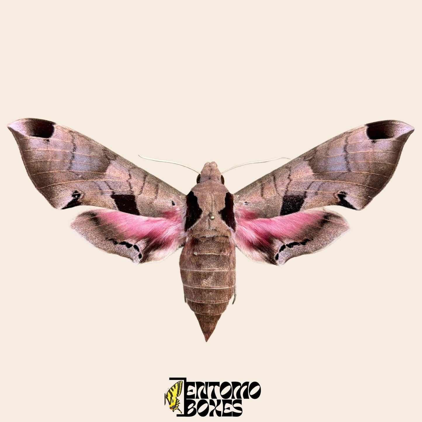 Eumorpha achemon pinned pink moth (etsy image id: 7849122278)