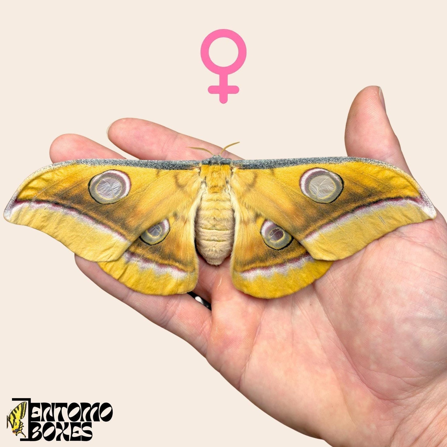 Antheraea mylitta female (etsy image id: 7849832064)