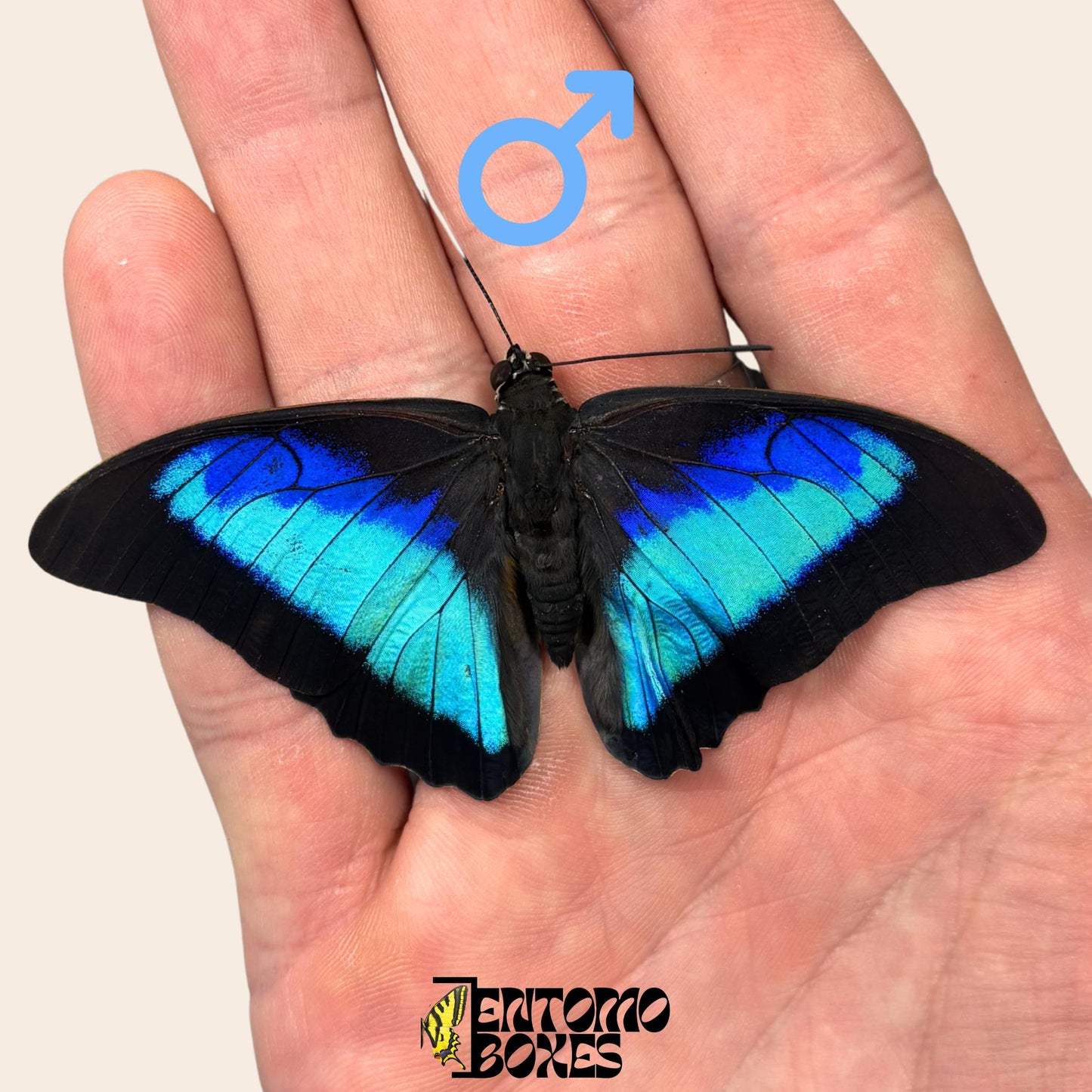 Real Prepona omphale tropical colorful blue butterfly for collection entomology taxidermy