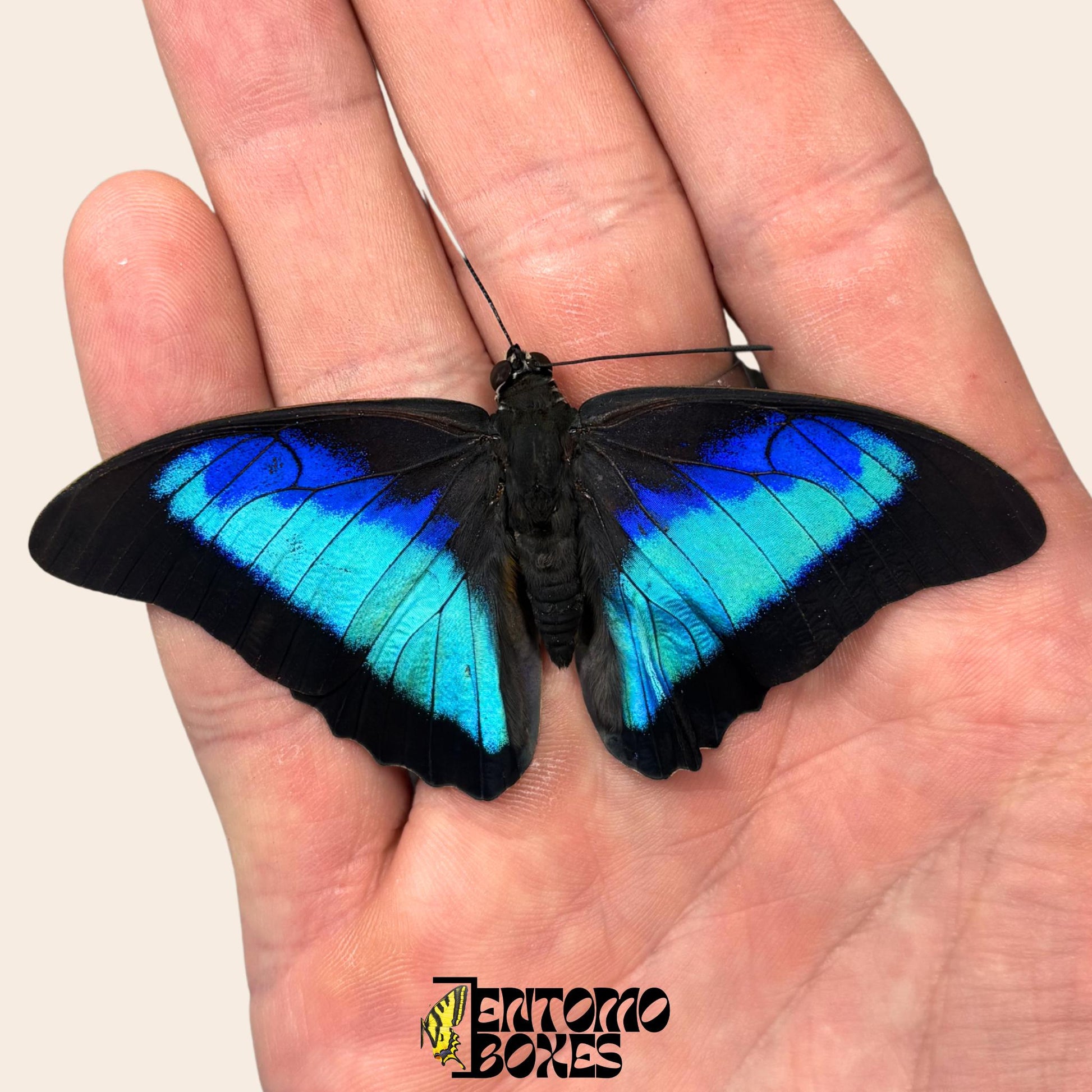 Real Prepona omphale tropical colorful blue butterfly for collection entomology taxidermy