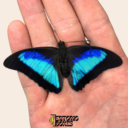 Real Prepona omphale tropical colorful blue butterfly for collection entomology taxidermy