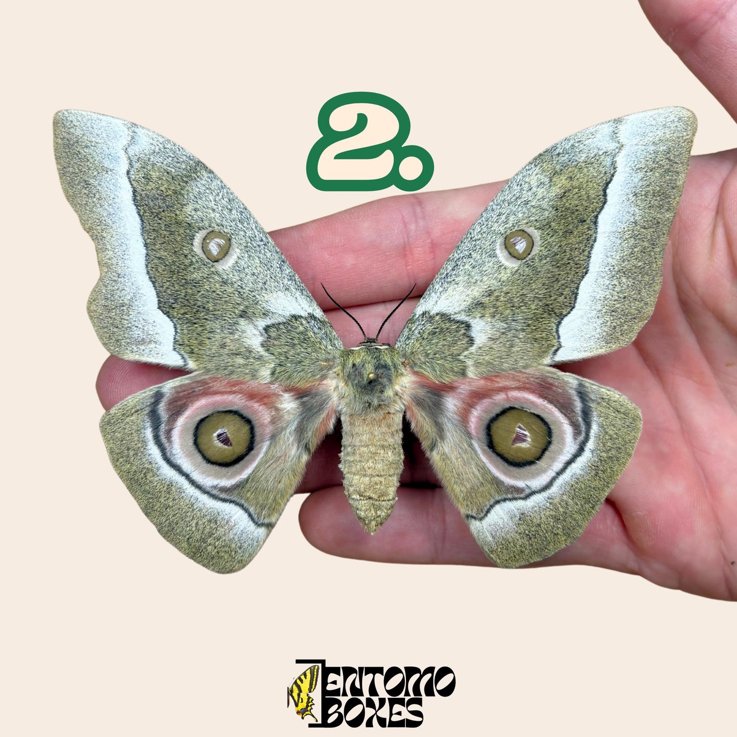 Gonimbrasia zambesina pinned moth female