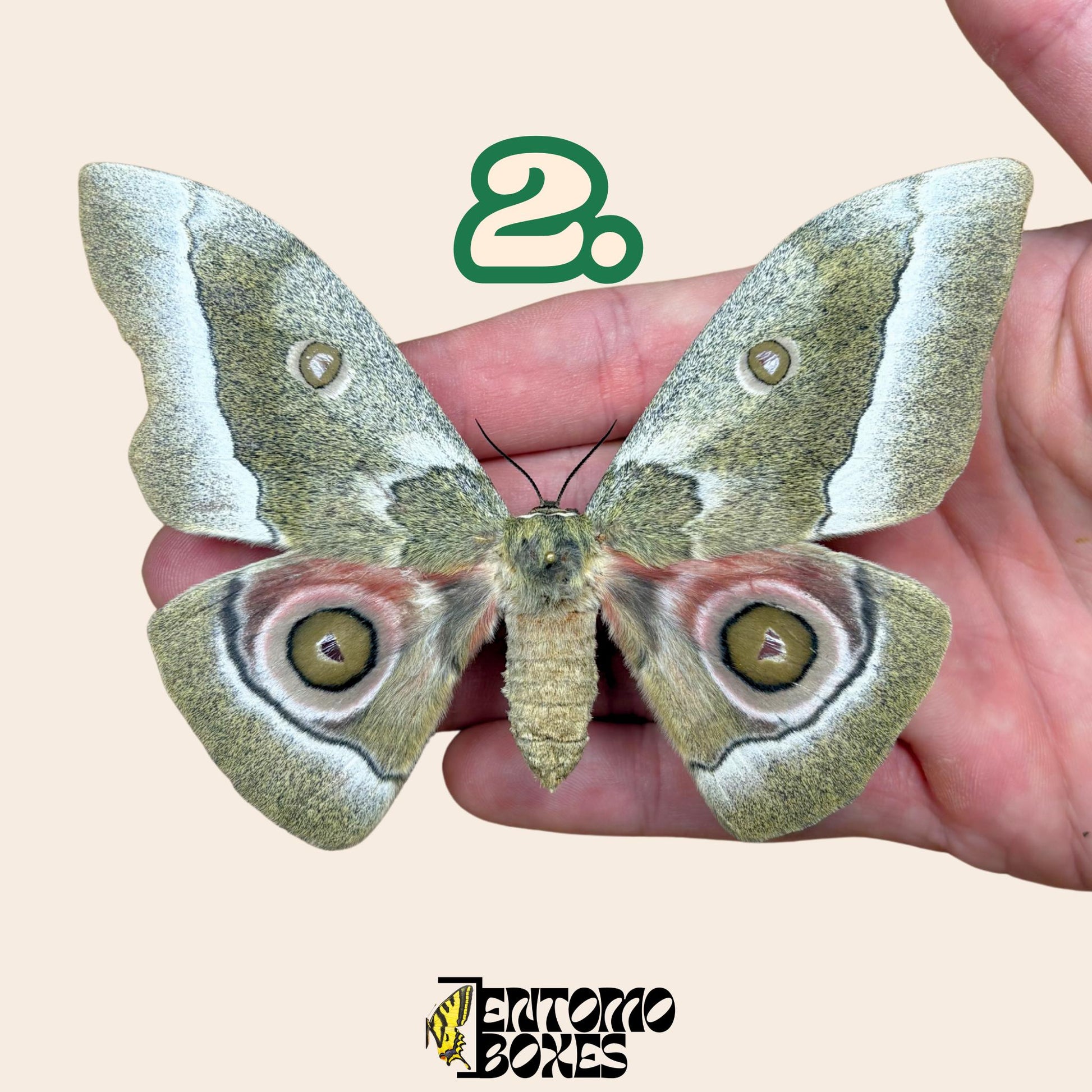 Gonimbrasia zambesina pinned moth female