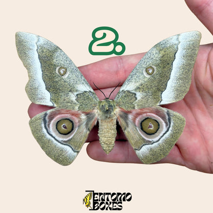 Gonimbrasia zambesina pinned moth female