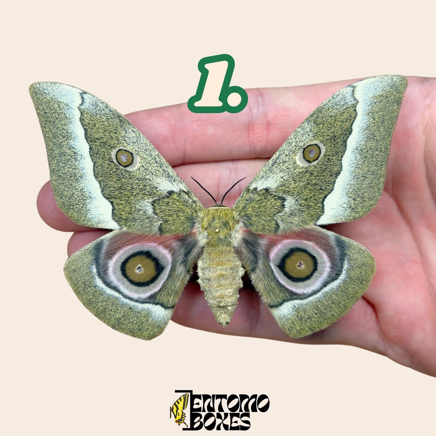 Gonimbrasia zambesina pinned moth female