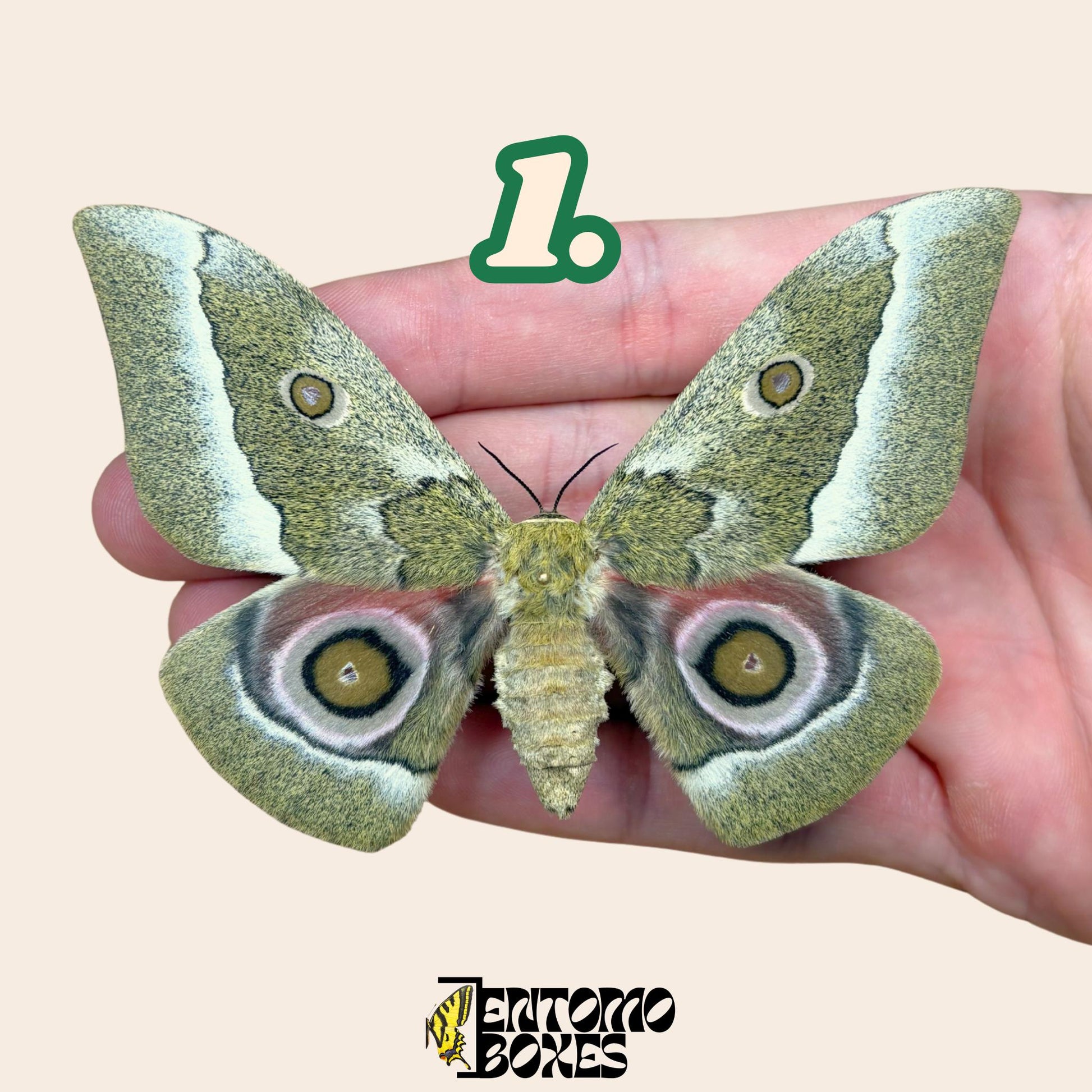 Gonimbrasia zambesina pinned moth female