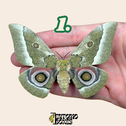 Gonimbrasia zambesina pinned moth female