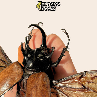 Eupatorus gracilicornis pinned male with opened wings (etsy image id: 7862582062)