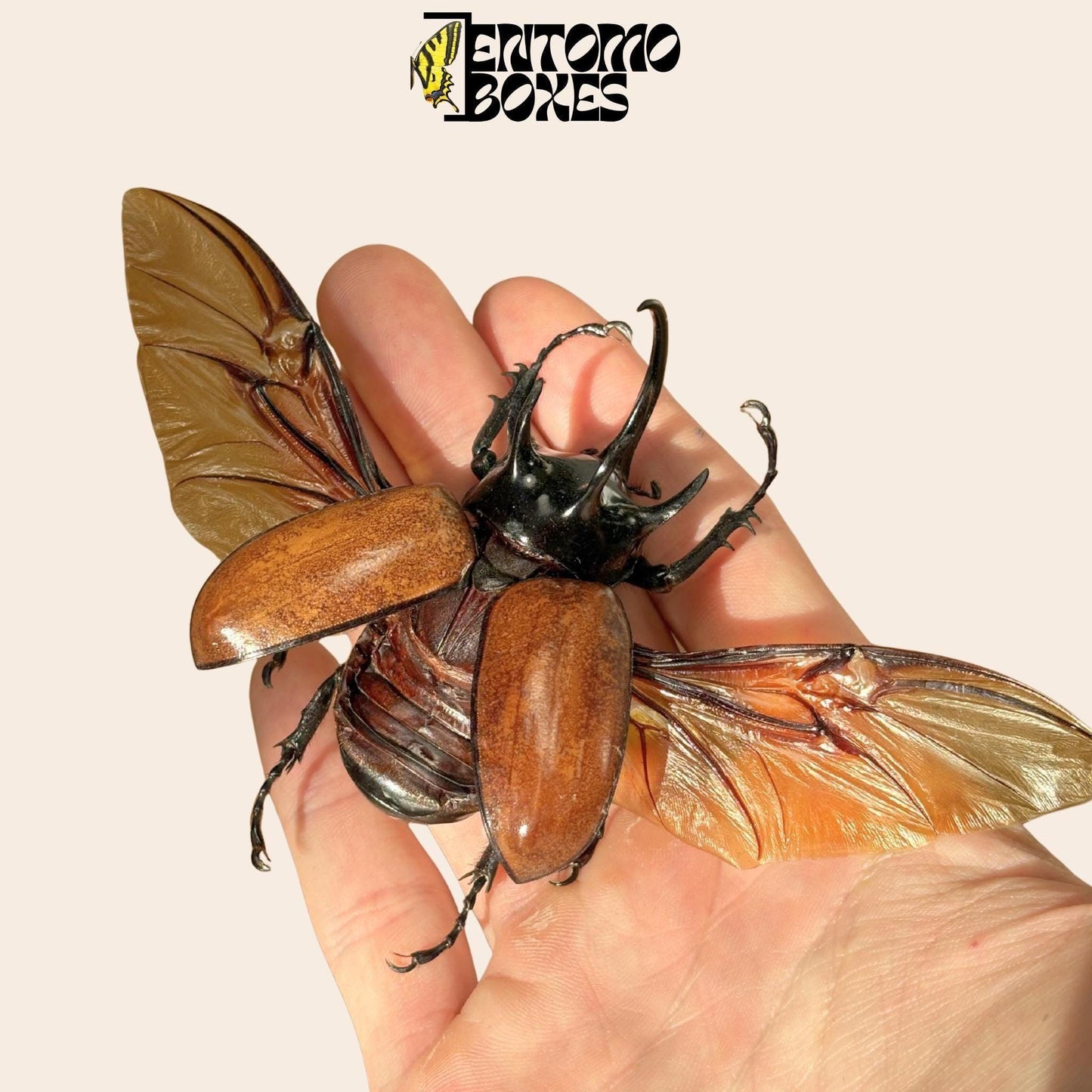 Eupatorus gracilicornis pinned male with opened wings (etsy image id: 7862582132)