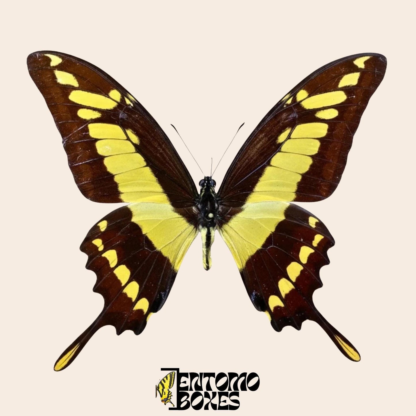 Papilio thoas pinned male butterfly (etsy image id: 7866185258)