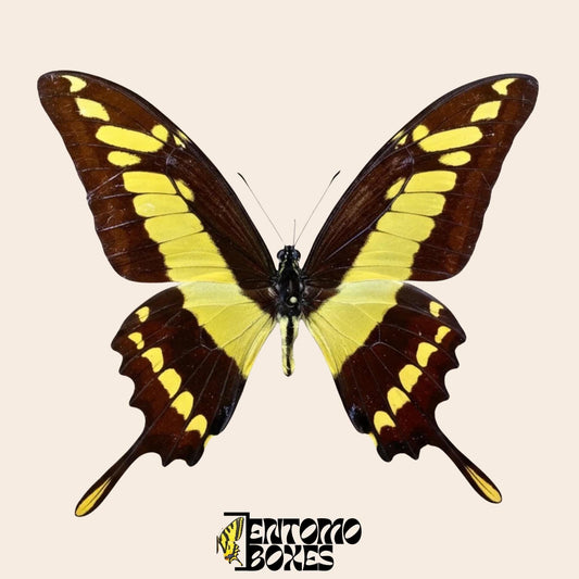 Papilio thoas pinned male butterfly (etsy image id: 7866185258)