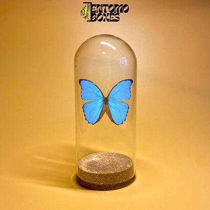 glass dome jar for displaying insects (etsy image id: 7870235299)