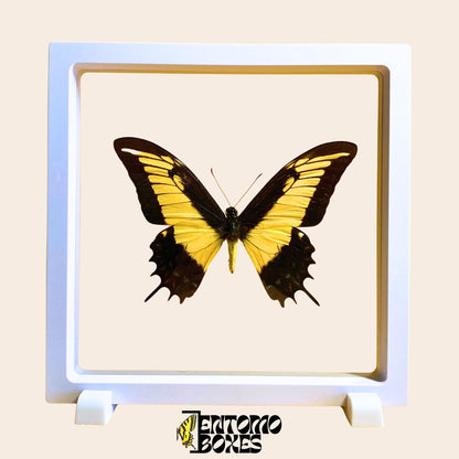 papilio androgeus in transparent white display frame (etsy image id: 7870274707)