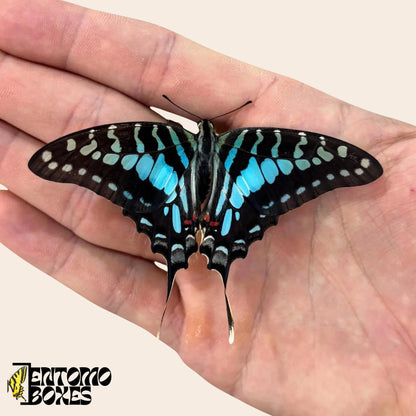 Graphium policenes blue female butterfly (etsy image id: 7874756686)