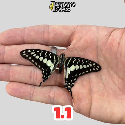 graphium policenes male (etsy image id: 7874756812)