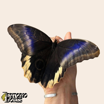 caligo atreus butterfly on hand (etsy image id: 7882451233)