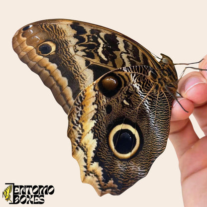 caligo atreus butterfly on hand (etsy image id: 7882451345)