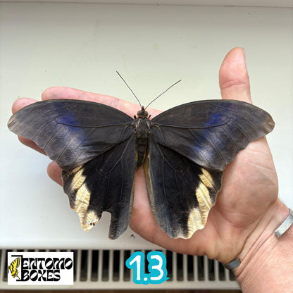 Large real Caligo atreus owl butterfly specimen unmounted for taxidermy and entomology (etsy image id: 7882451501)