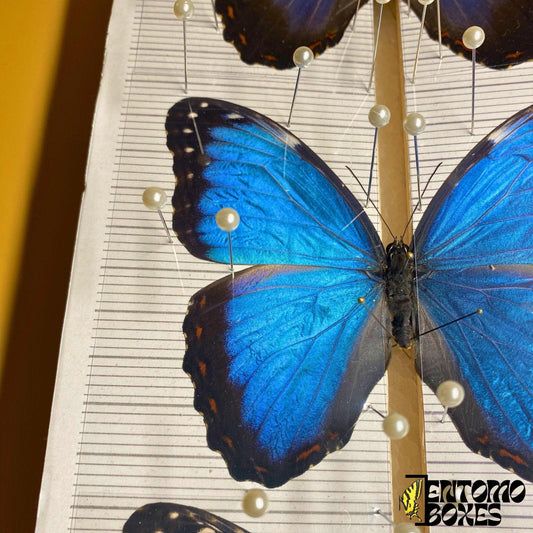 transparent butterfly pinning foil (etsy image id: 7891343536)