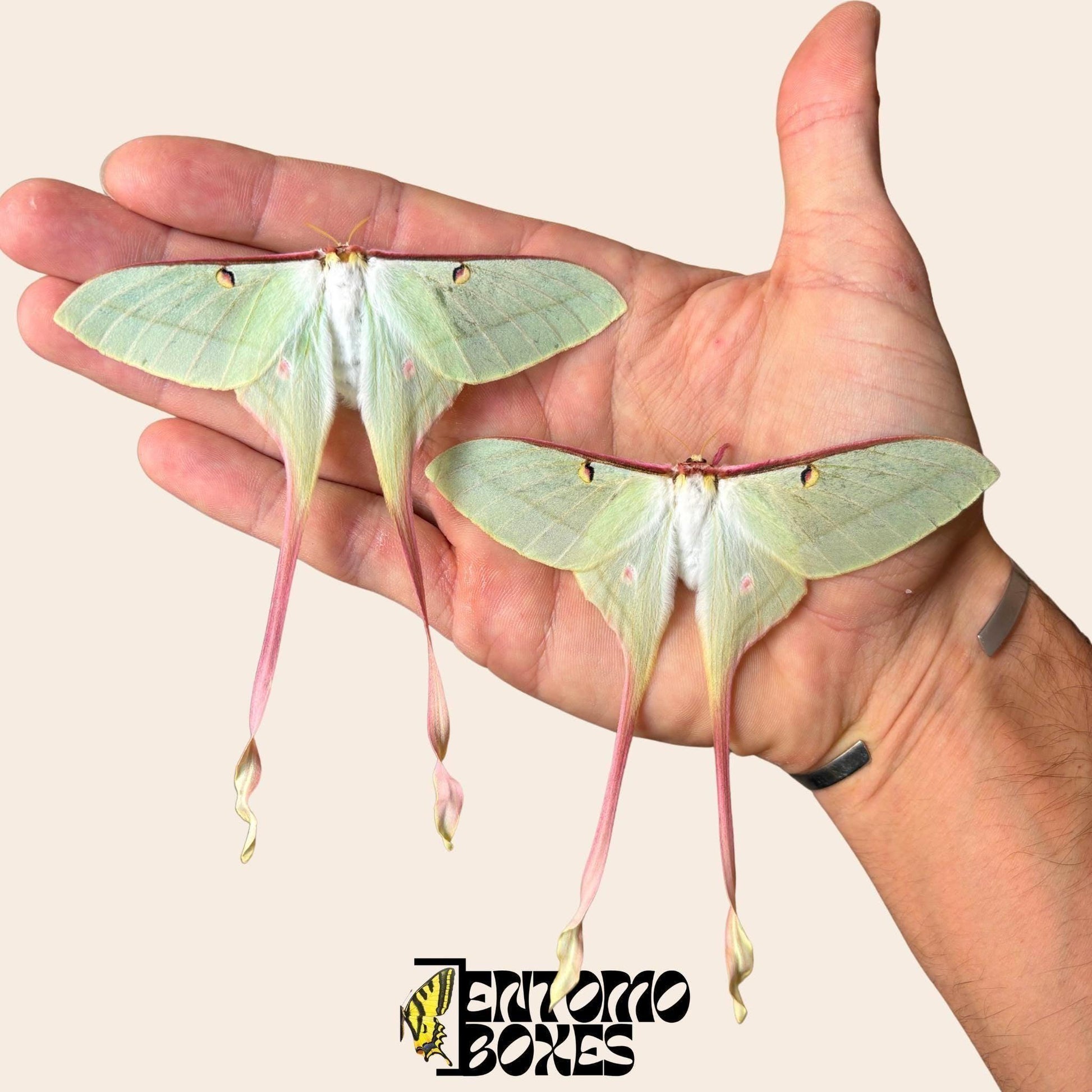 two actias dubernardi females on hand