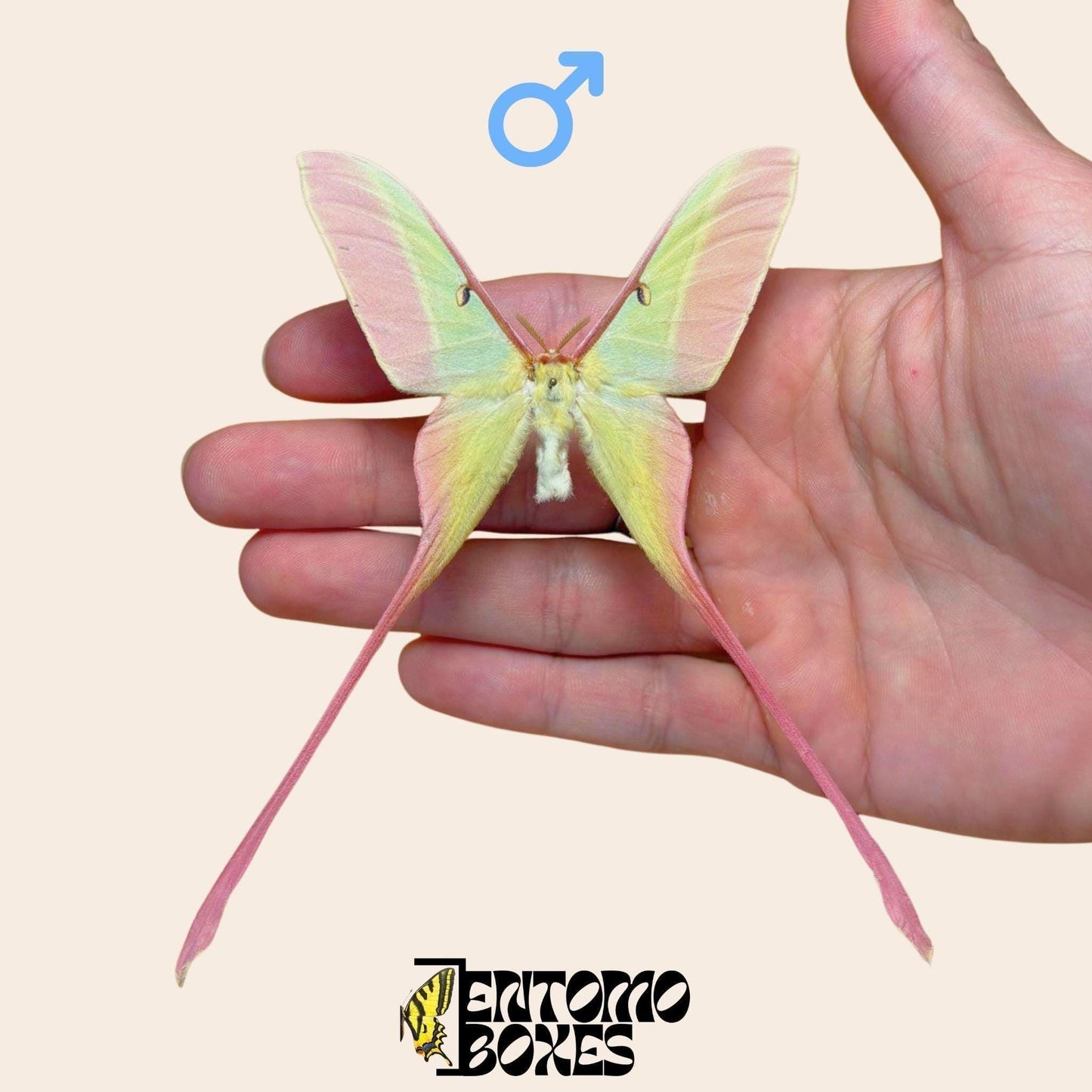 actias dubernardi pinned male