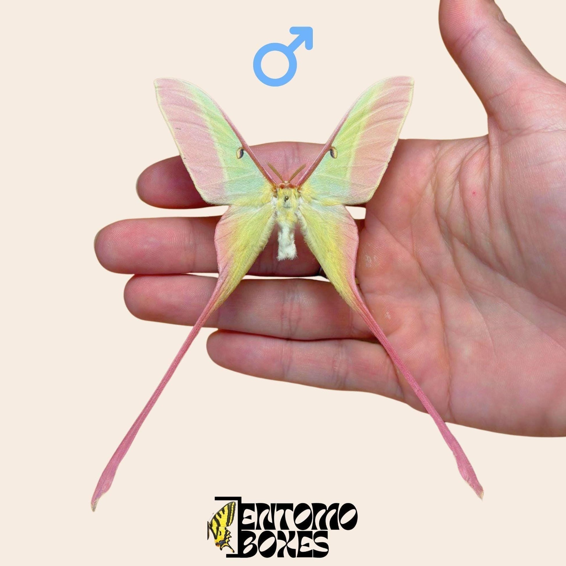 actias dubernardi pinned male