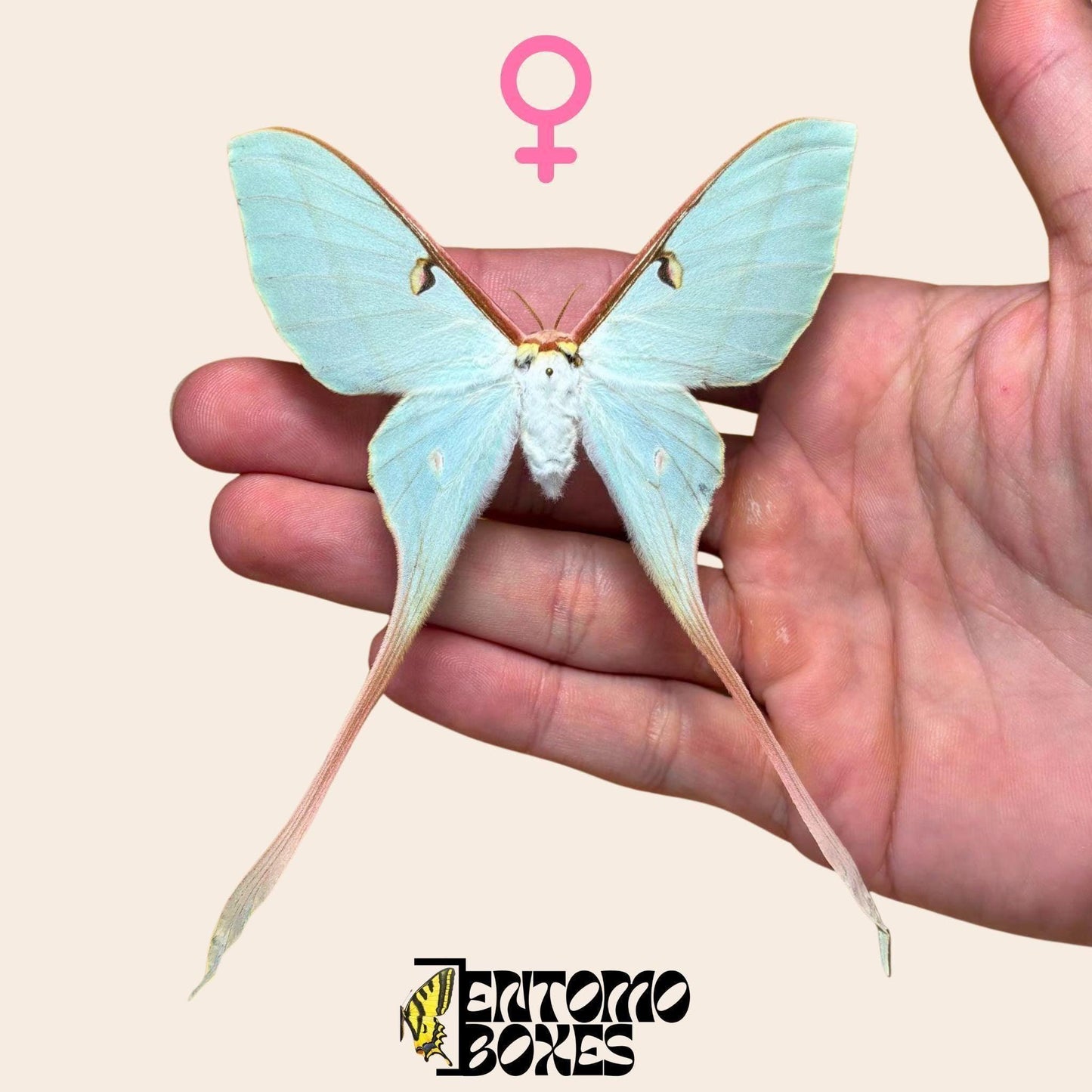 actias dubernardi pinned female