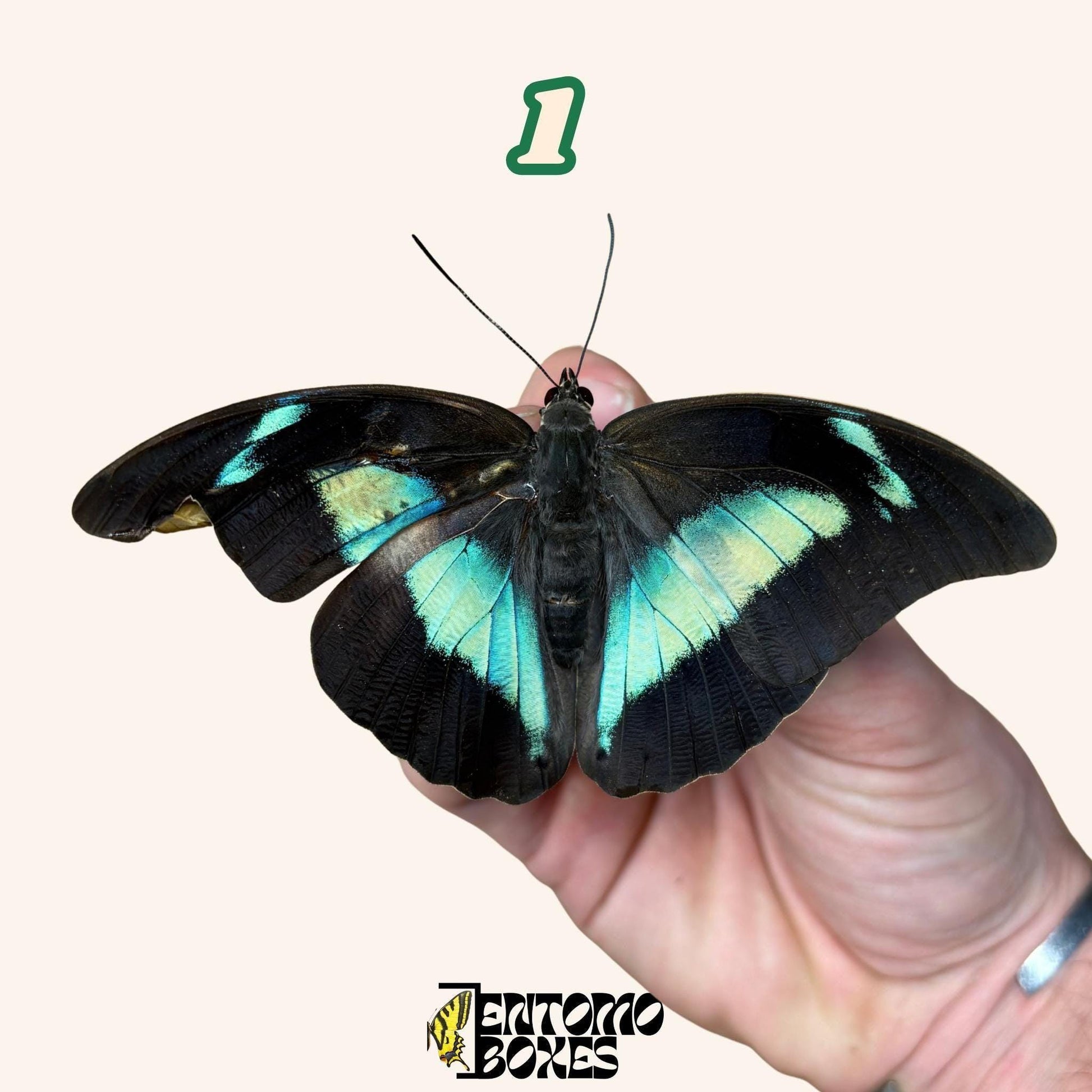 Real butterfly Archaeoprepona demophon pinned or unmounted specimens for collection taxidermy entomology