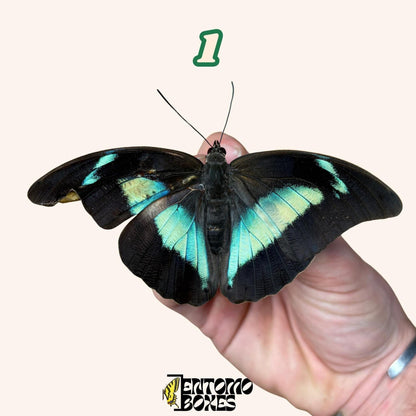Real butterfly Archaeoprepona demophon pinned or unmounted specimens for collection taxidermy entomology