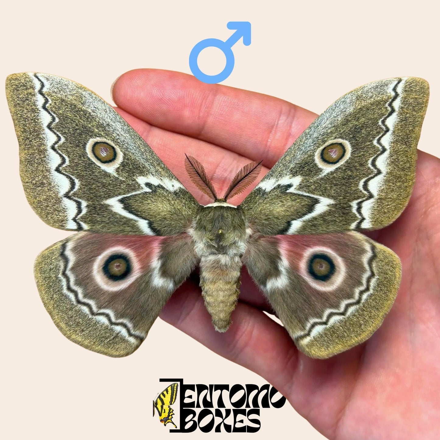 Gonimbrasia tyrrhea pinned male (etsy image id: 7897061301)