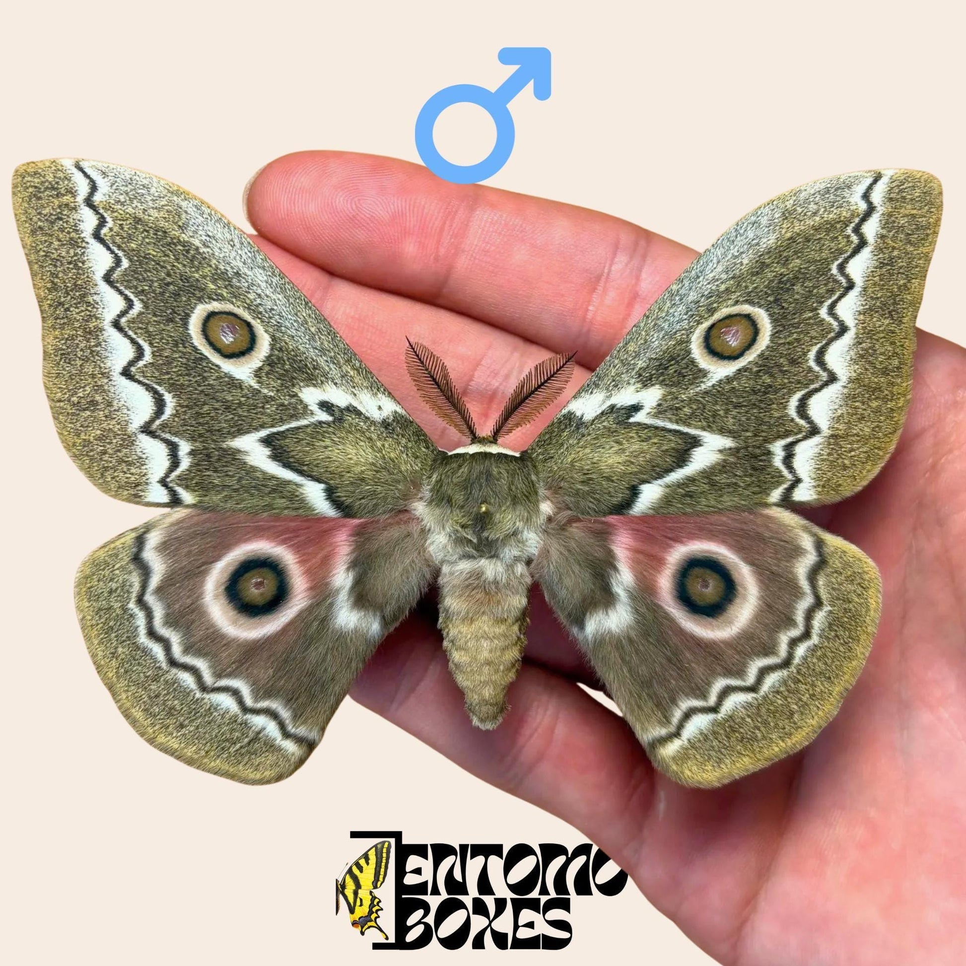 Gonimbrasia tyrrhea pinned male (etsy image id: 7897061301)