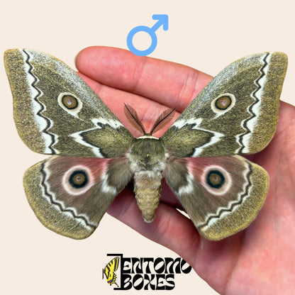 Gonimbrasia tyrrhea pinned male (etsy image id: 7897061301)