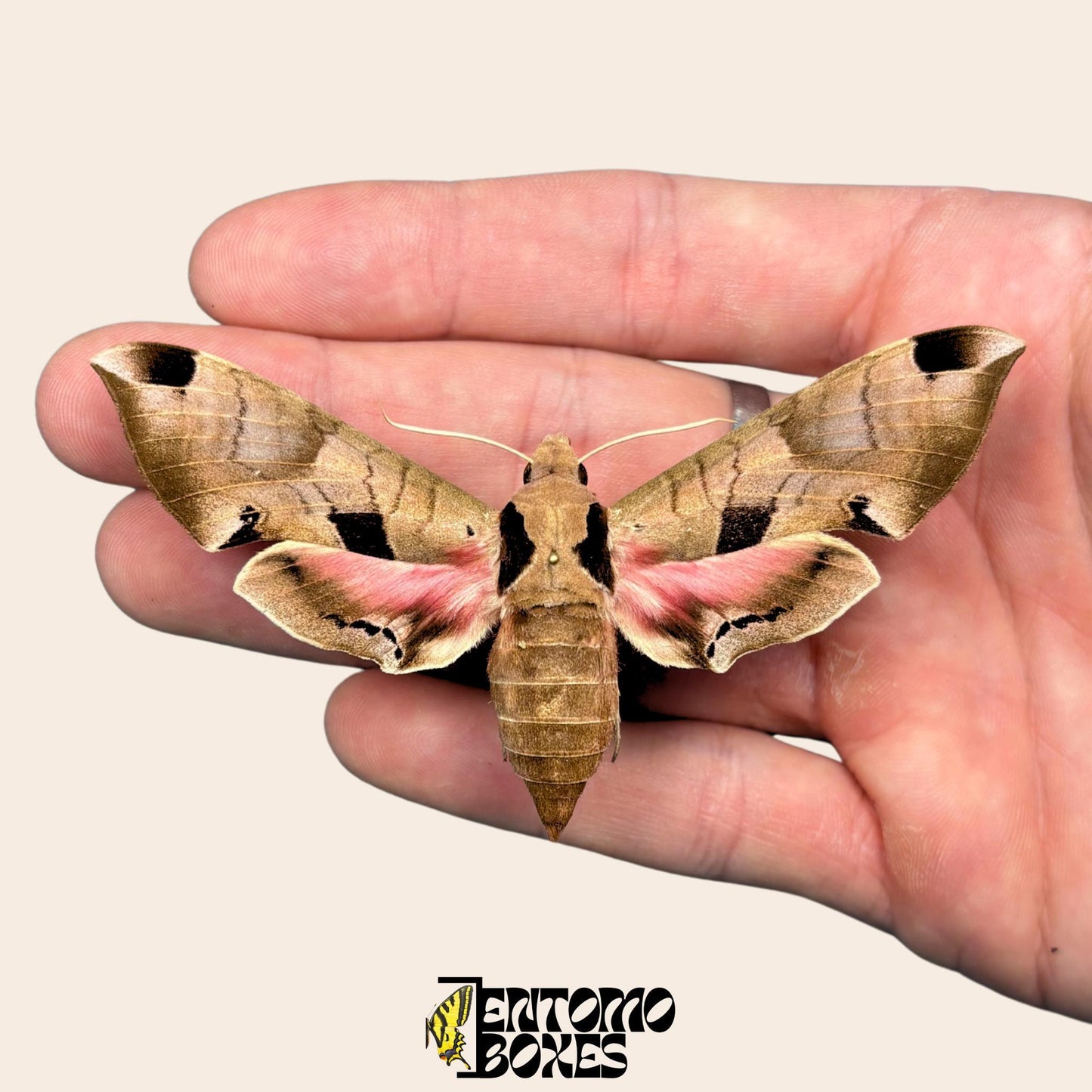 Eumorpha achemon pinned pink moth (etsy image id: 7897084649)