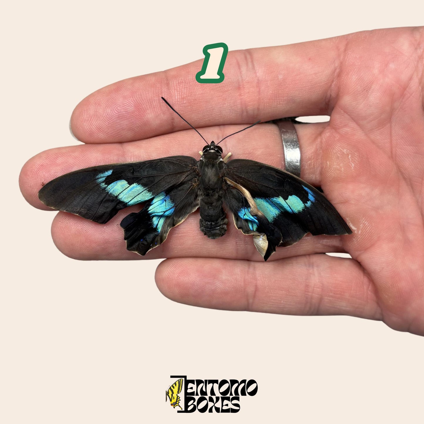 Real Prepona omphale tropical colorful blue butterfly for collection entomology taxidermy