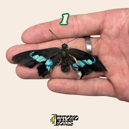 Real Prepona omphale tropical colorful blue butterfly for collection entomology taxidermy